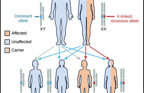 Diez Enfermedades Genéticas Ligadas Al Sexo ¿cómo Los Heredamos