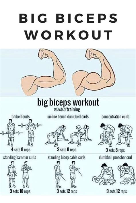 Dumbbell Bicep Workout Your Ultimate Guide In 2020 Bicep Workout Gym