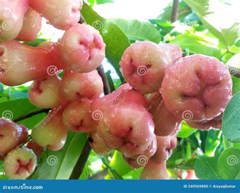Rose Apple Fruit Or The Scientific Name Is Syzygium Samarangense Stock