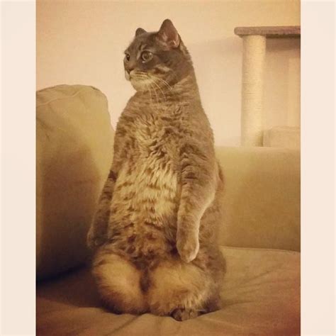 28 Cats Standing On Their Hind Legs