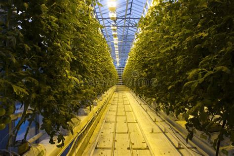 Tomato Farm Iceland Stock Photos Free And Royalty Free Stock Photos