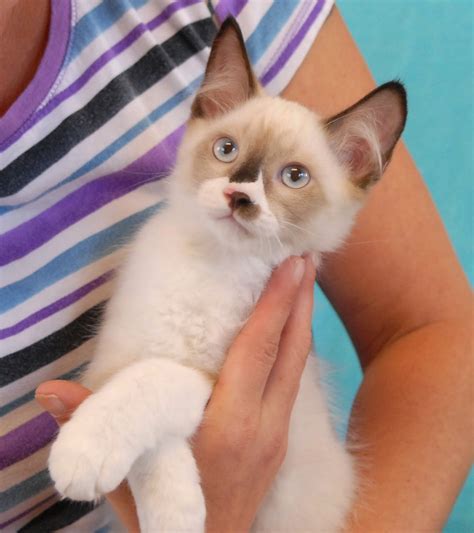 Patrice And Her 8 Baby Kittens Debut For Adoption Today