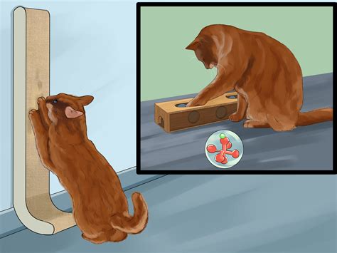 How To Take Care Of A Somali Cat 10 Steps With Pictures