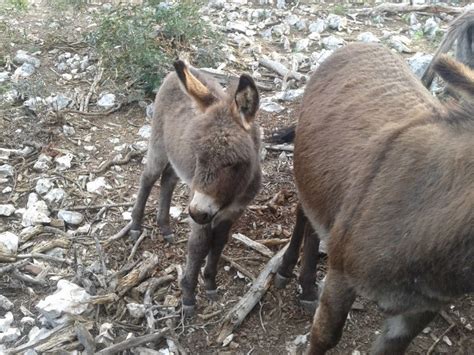 Croatia | Animals, Goats, Croatia