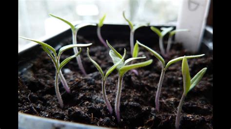How To Grow Tomatoes Pricking Out Transplanting