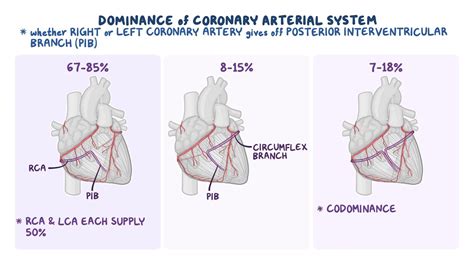 Coronary Artery Dominance Arteries Coronary Arteries Coronary My Xxx Hot Girl
