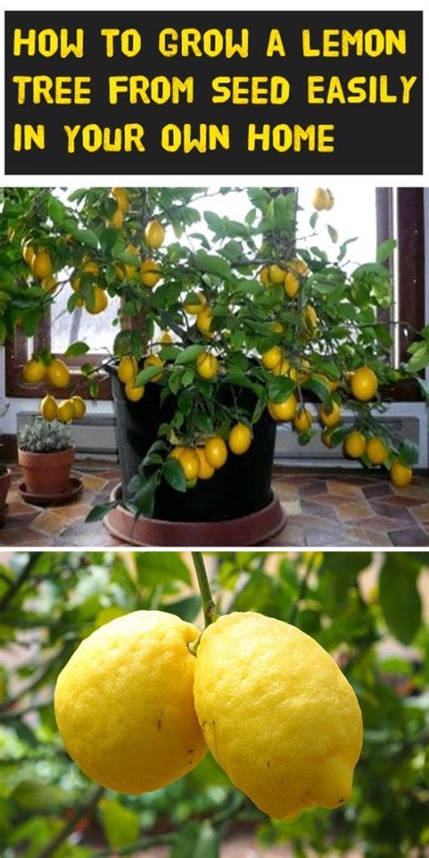 How To Grow A Lemon Tree From Seed Easily In Your Own Home Gardening
