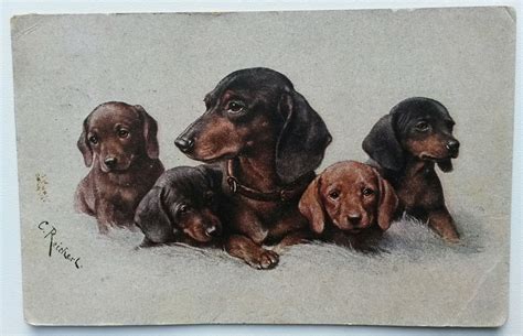 Vintage Postcard Dachshund Mother And Puppies By Reichert Vintage