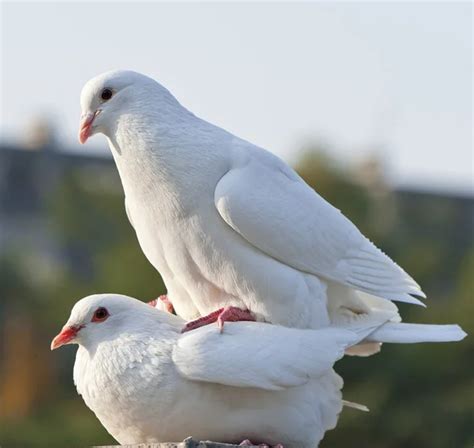 Two Loving White Doves — Stock Photo © Jackq 7653732