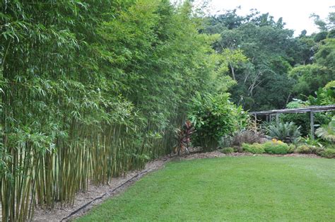 Bambusa Textilis Gracilis Slender Weavers From Bamboo Land Qld