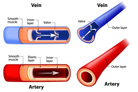 Basics Of The Circulatory System Educational Resources K Learning