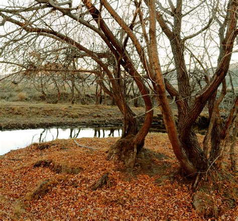 Trees Free Stock Photo - Public Domain Pictures