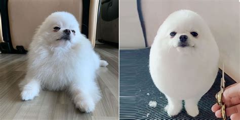 Singapore Has Her Own Egg Boy And This Fluffy Pomeranian Is Taking Over