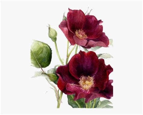 Maroon Flower Watercolour Hd Png Download Transparent Png Image