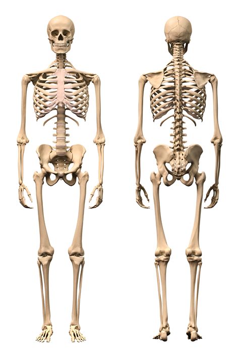 Foto De Esqueleto Humano