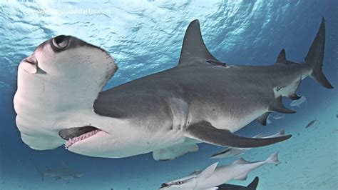 Proyecto Tiburón Los 10 Tiburones Mas Peligrosos Del