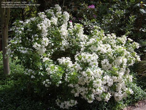 Busca millones de imágenes de mexican orange blossom de alta calidad a precios muy económicos en el banco de imágenes 123rf. PlantFiles Pictures: Choisya Species, Mexican Mock Orange ...