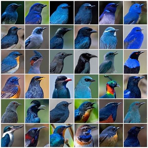 Nearly All The Blue Bird Species Found In India See Comments Pics