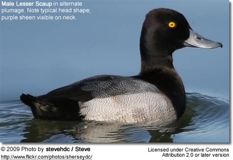 Schau dir unsere auswahl an the lesser scaup an, um die tollsten einzigartigen oder spezialgefertigten, handgemachten stücke aus unseren shops zu finden. Lesser Scaups | Beauty of Birds