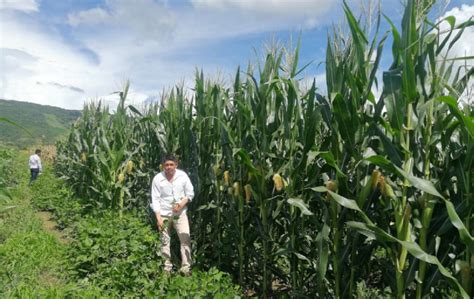 Los Suelos Con Manejo Agroecol Gico Preservan La Diversidad Gen Tica De