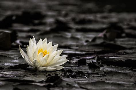 Pin By Remmber Me On Lotus Floating In Water Lily Wallpaper White