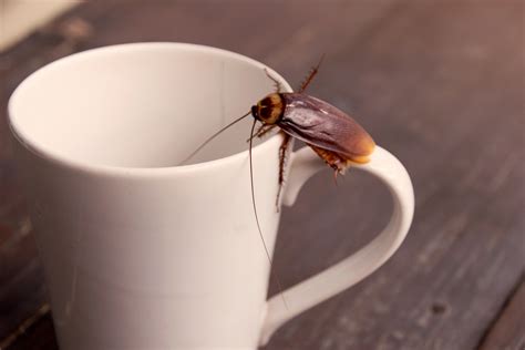 Cockroach Facts 18 Of The Grossest Facts About Roaches