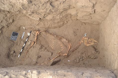 Excavations Reveal 3000 Year Old Horse