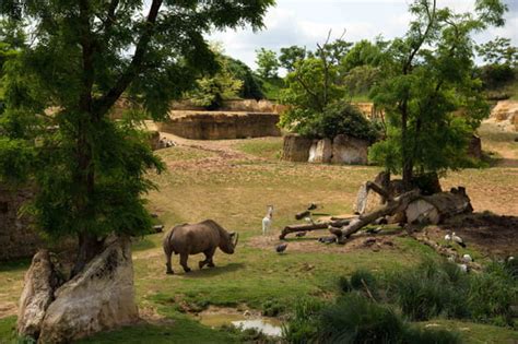 Le Bioparc De Doué La Fontaine