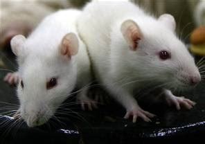 Find pune flats, apartments, houses and all types of residential property in a plot is available for sale in hinjewadi, pune. white rats for sale FOR SALE ADOPTION from pune ...
