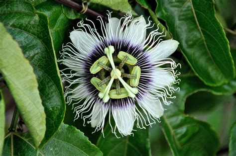 Medicinal Uses Of The Passion Flower Aura Sensory