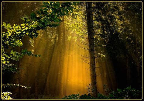 Wallpaper Sunlight Forest Nature Reflection Wood Branch Sunrise
