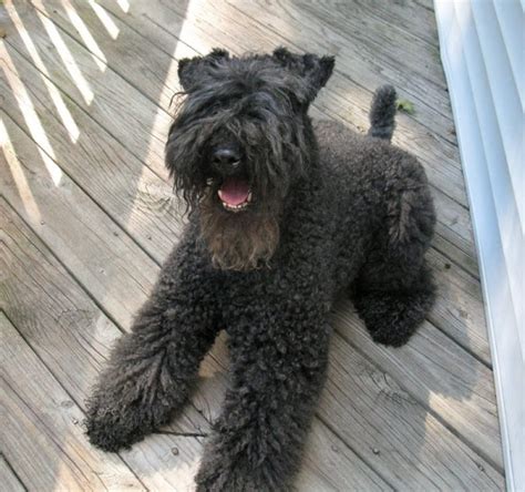 Feel free to browse hundreds of active classified puppy for sale listings, from dog breeders in pa and the. Kerry Blue Terrier Info, Puppies, Temperament, Pictures