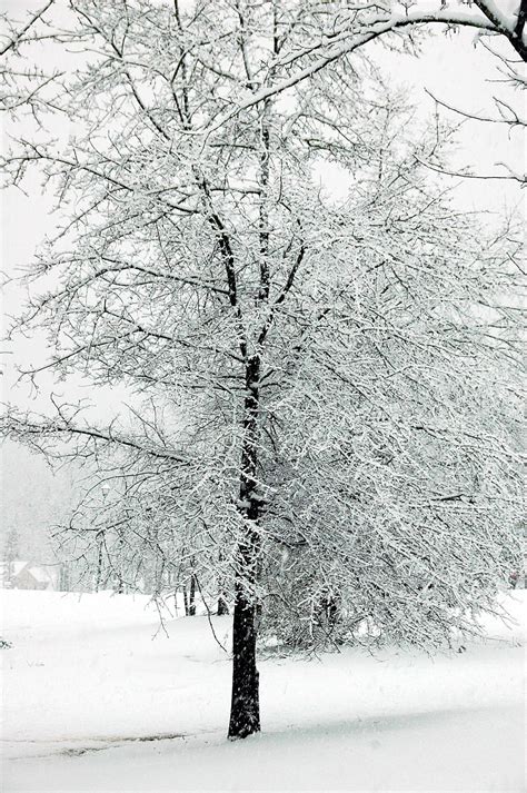 Snow Covered Trees Free Stock Photo Public Domain Pictures