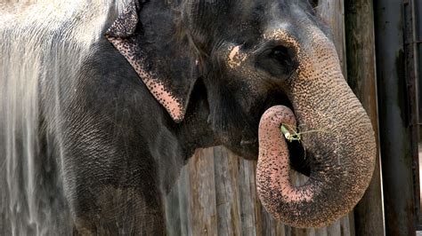 These Are The 10 Worst Zoos For Elephants In The Us Canada Zoos