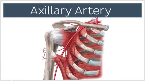 Axillary Artery Definition Anatomy Branches Injury And Diagram