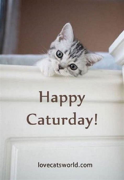 Saturday Caturday Funny Good Morning Animals Cute Cat Quotes