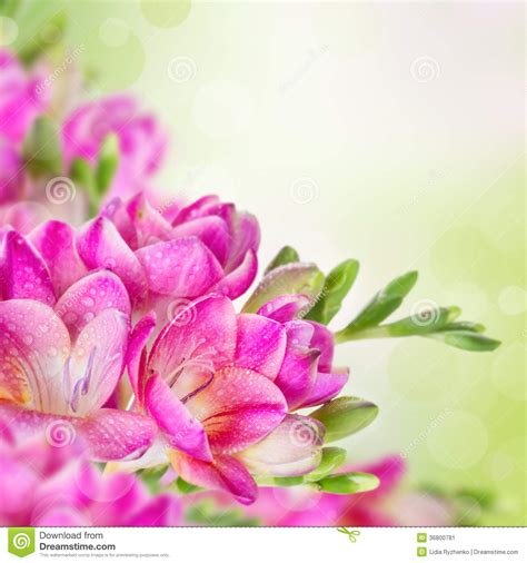 Maybe you would like to learn more about one of these? Pink Flowers On Green Blurred Background Stock Image ...