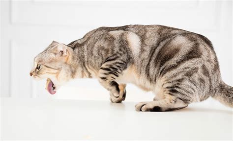 Profuse vomiting in cats after eating (when the food wasn't digested) is a sign of too rapid food ingestion followed by intentional regurgitation. Best Cat Food for Sensitive Stomachs Wet and Dry Brand Reviews