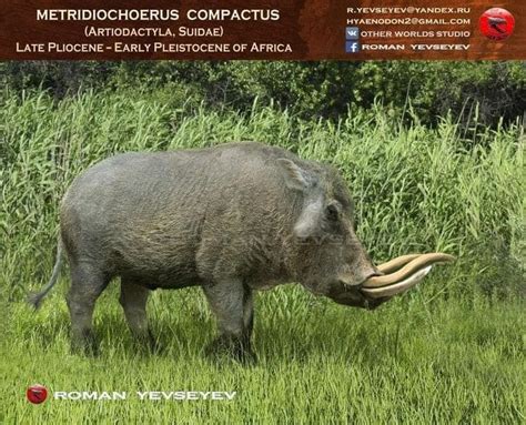 Metridiochoerus Was A Large Animal 15 Meters 49 Ft In Length