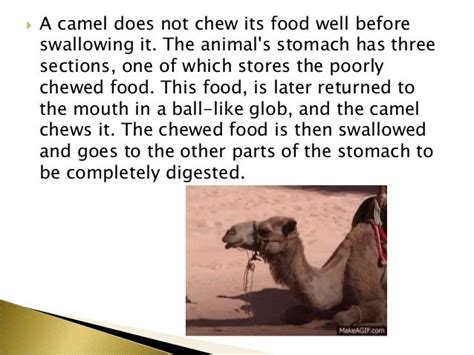 Structural And Behavioral Adaptations Of A Camel - This conserves