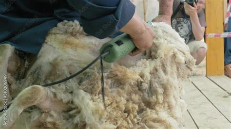 Men Shearer Shearing Sheep At Agricultural Show In Competition The