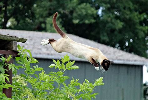 How High Can A Cat Jump Interesting Facts Petcosset