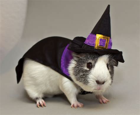 Calling All Fuzzy And Scary Cute Pets To Petsmart This Halloween
