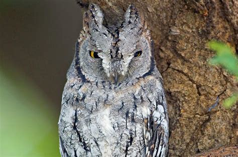 Scops Owl Bird Southern Africa
