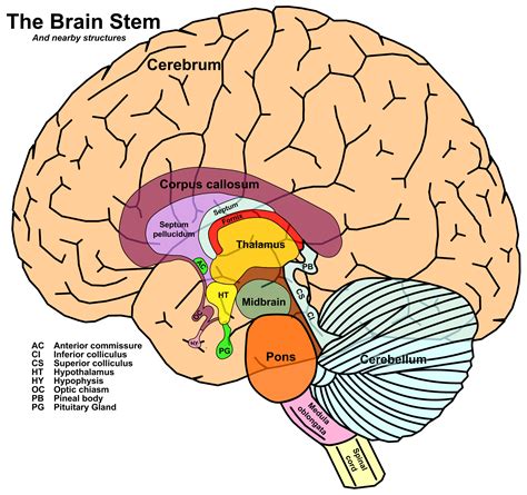 02 09 15 Brainstem And Cerebellum At Purdue University Studyblue