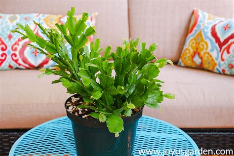 If your christmas cactus is already blooming in november, chances are you actually have a thanksgiving cactus. 7 Popular Hanging Succulents To Love | Joy Us Garden