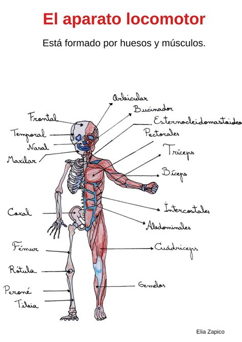 Anatomia Y Fisiologia Del Aparato Locomotordocx