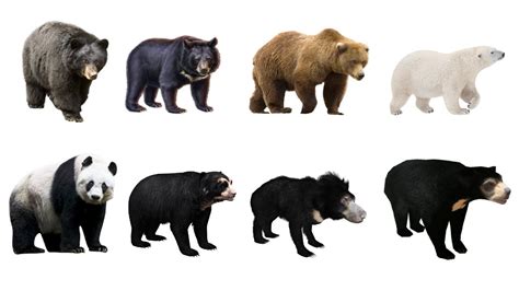 Learn Bear Species In English Learn 8 Bears Of The World Types Of
