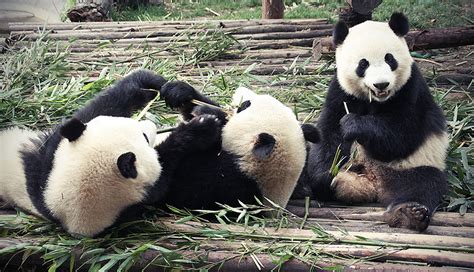 Giant Panda Conservation Tours In China