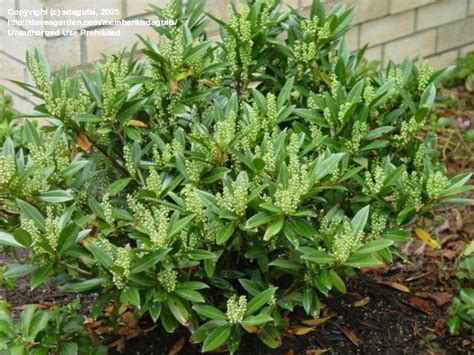 Rooting a dwarf english laurel/cherry laurel. Kruckeberg blog: cherry laurel